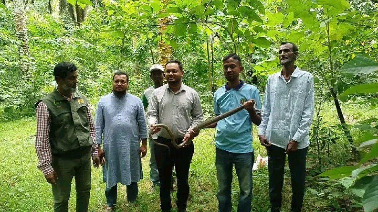 সাতছড়ির গহীনে ফিরল ভয়ংকর বিষধর পদ্মগোখরা