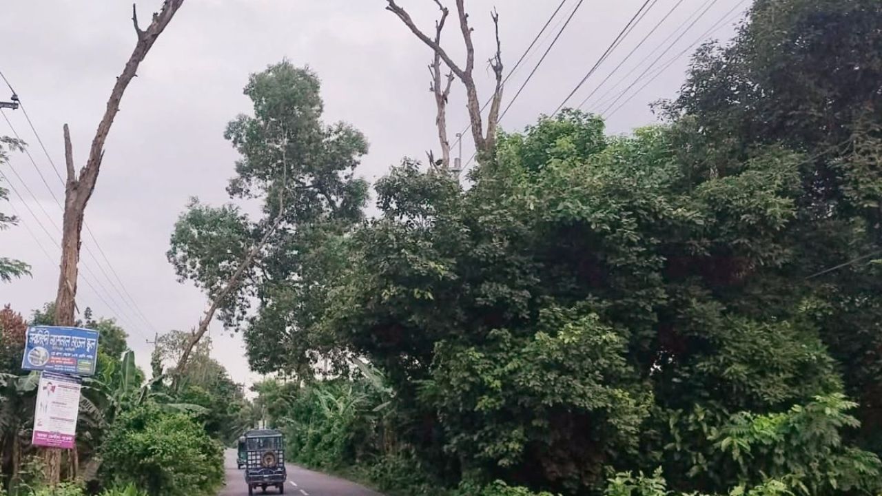 সড়কের দুই পাশে মরা গাছ, বাড়ছে দুর্ঘটনার শঙ্কা