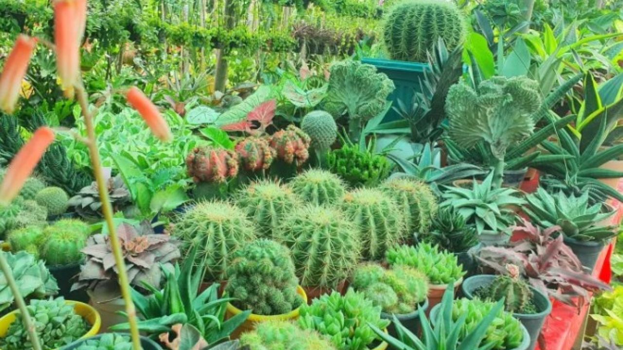 ঘরেই গড়ে তোলা নীরব অক্সিজেনের কারখানা