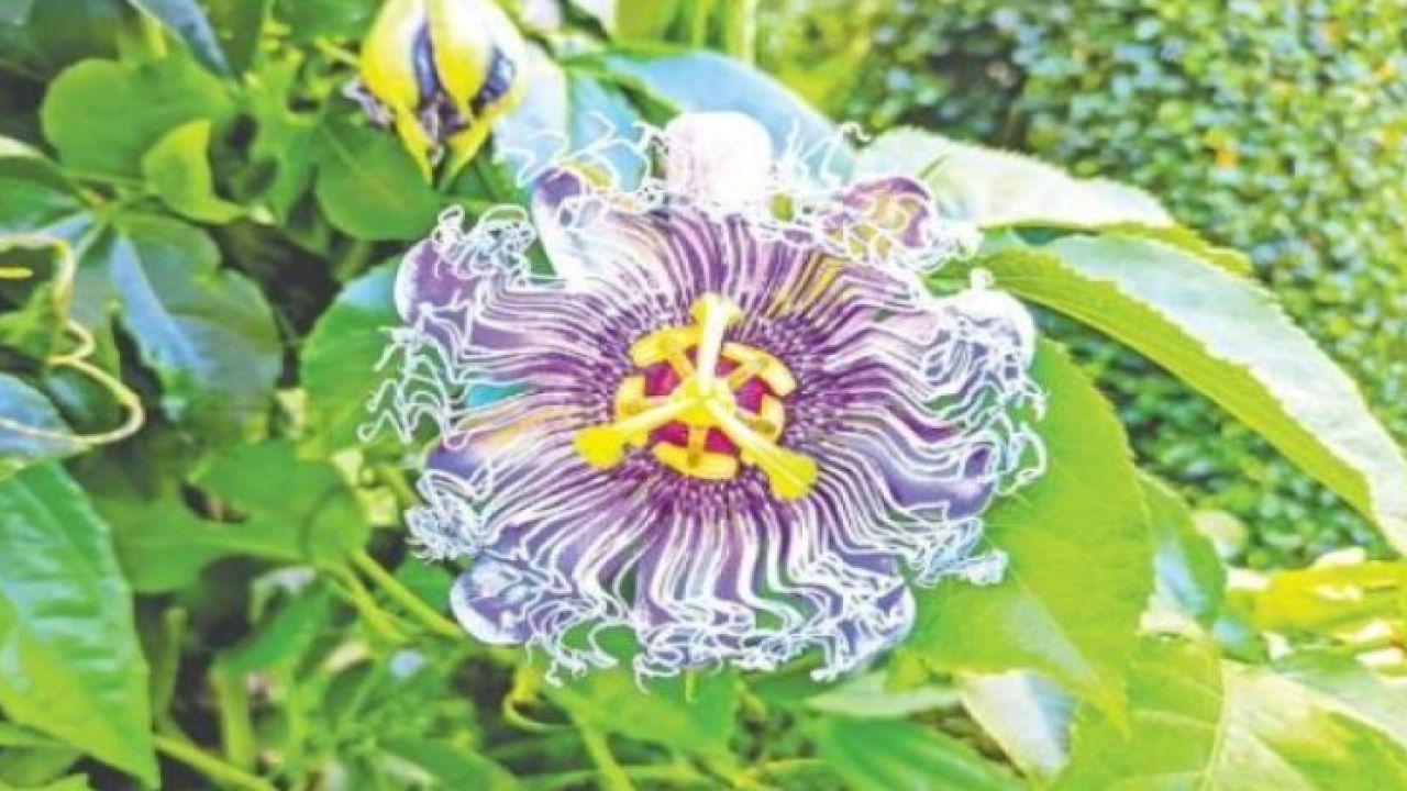 ঝুমকো-লতার চিকন পাতায়