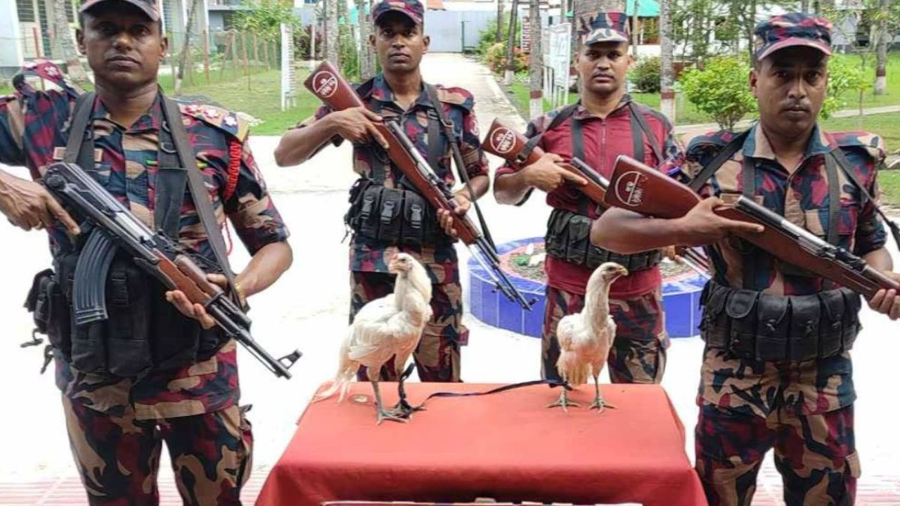 সাতক্ষীরা সীমান্তে বিজিবির হাতে দুই ফাইটার মোরগ জব্দ
