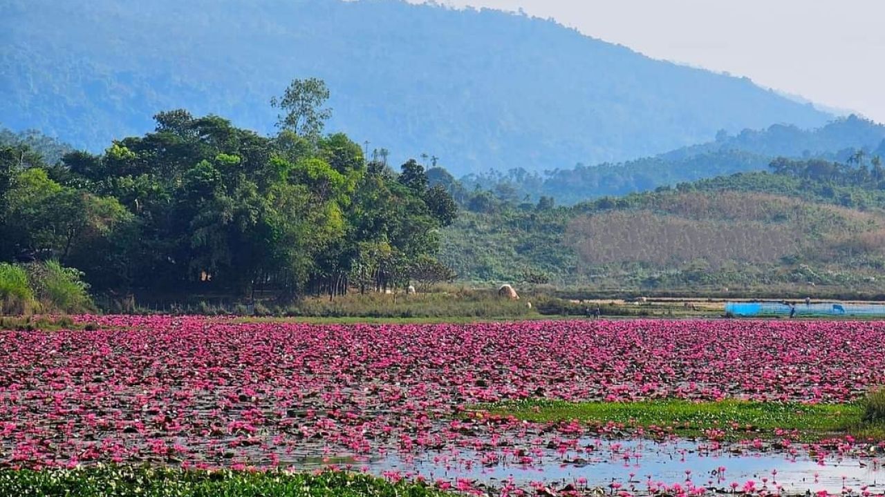 ডিবির হাওর: জৈন্তারাজ্যের স্মৃতিবিজড়িত শাপলার স্বর্গ