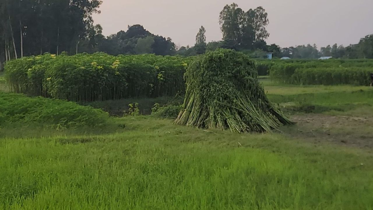জৌলুস হারাচ্ছে সোনালি আঁশ, কৃষকরা ঝুঁকছেন সবজিতে