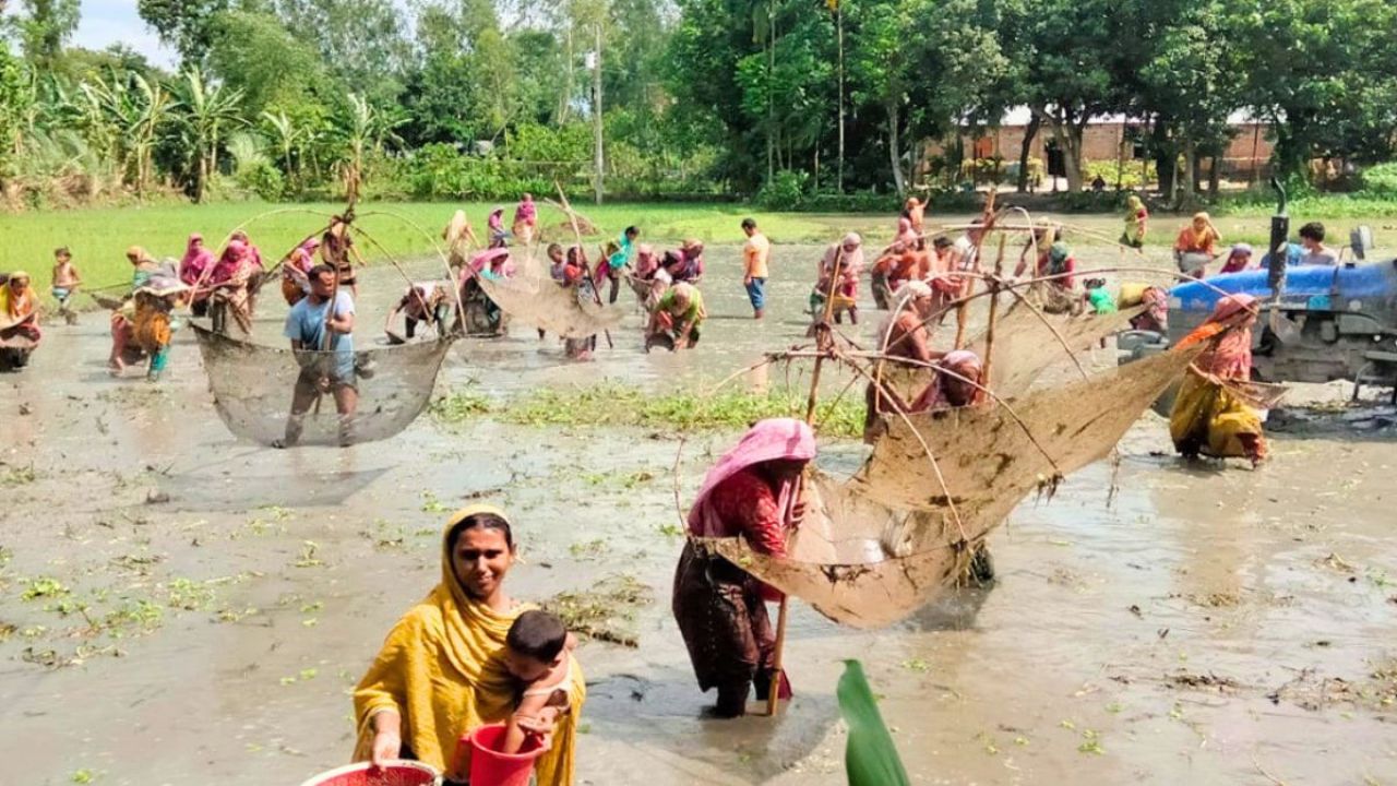 চাষের জমিতে মাছ ধরার ধুম