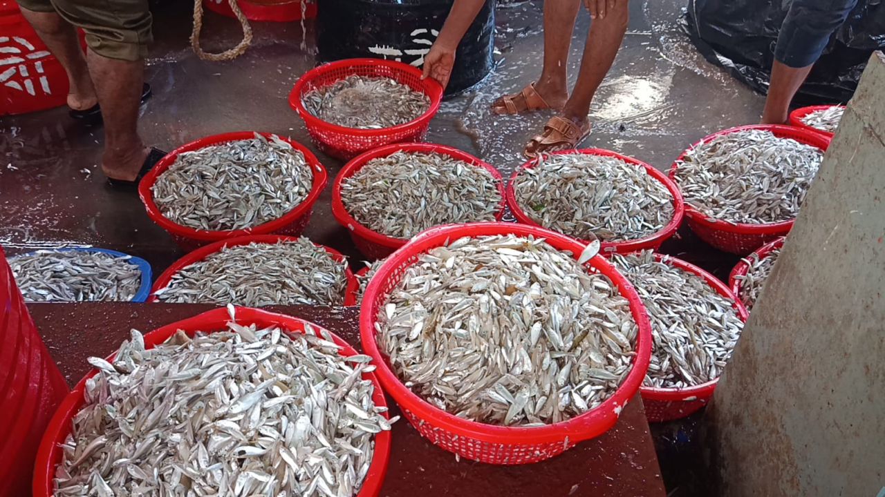 কাপ্তাই হ্রদে মাছ ধরা শুরু, প্রথম দিনেই রাজস্ব ৬ লাখ