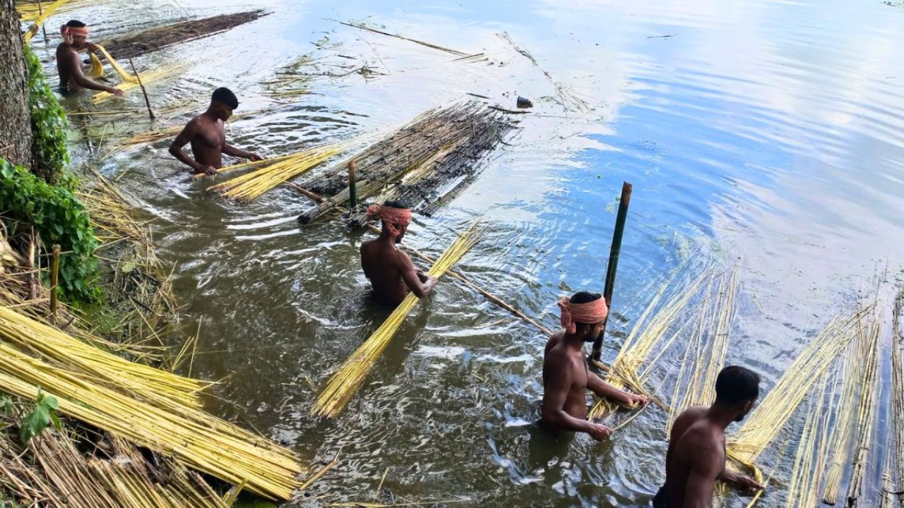 পানির অভাবে বিপাকে পাটচাষিরা, বাড়ছে উৎপাদন খরচ