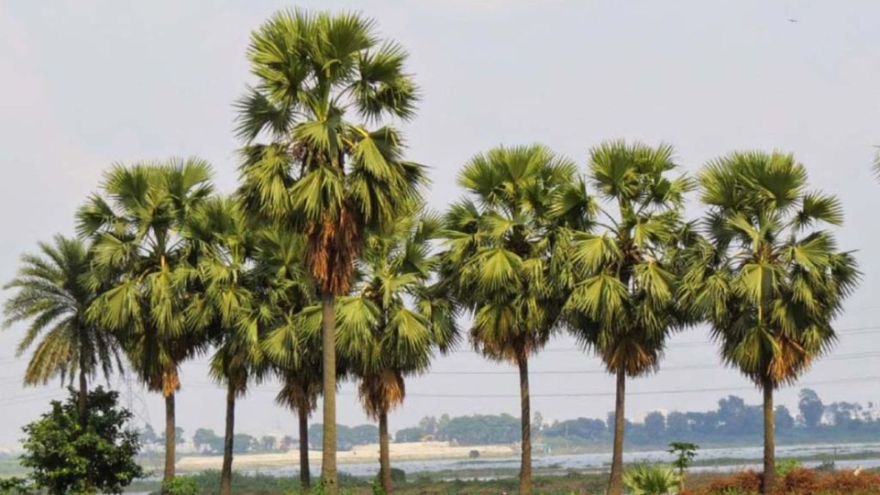 পরিবেশ রক্ষায় ৫০০ তালের চারা রোপণ