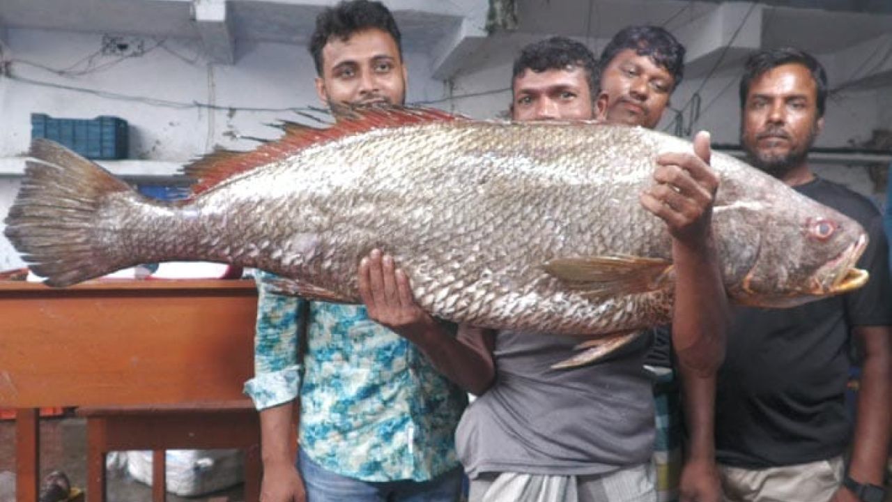 সাগরে ধরা পড়ল বিরল ‘ধাতিনা ভোলা’, বাগেরহাটে বিক্রি সাড়ে ৩ লাখে