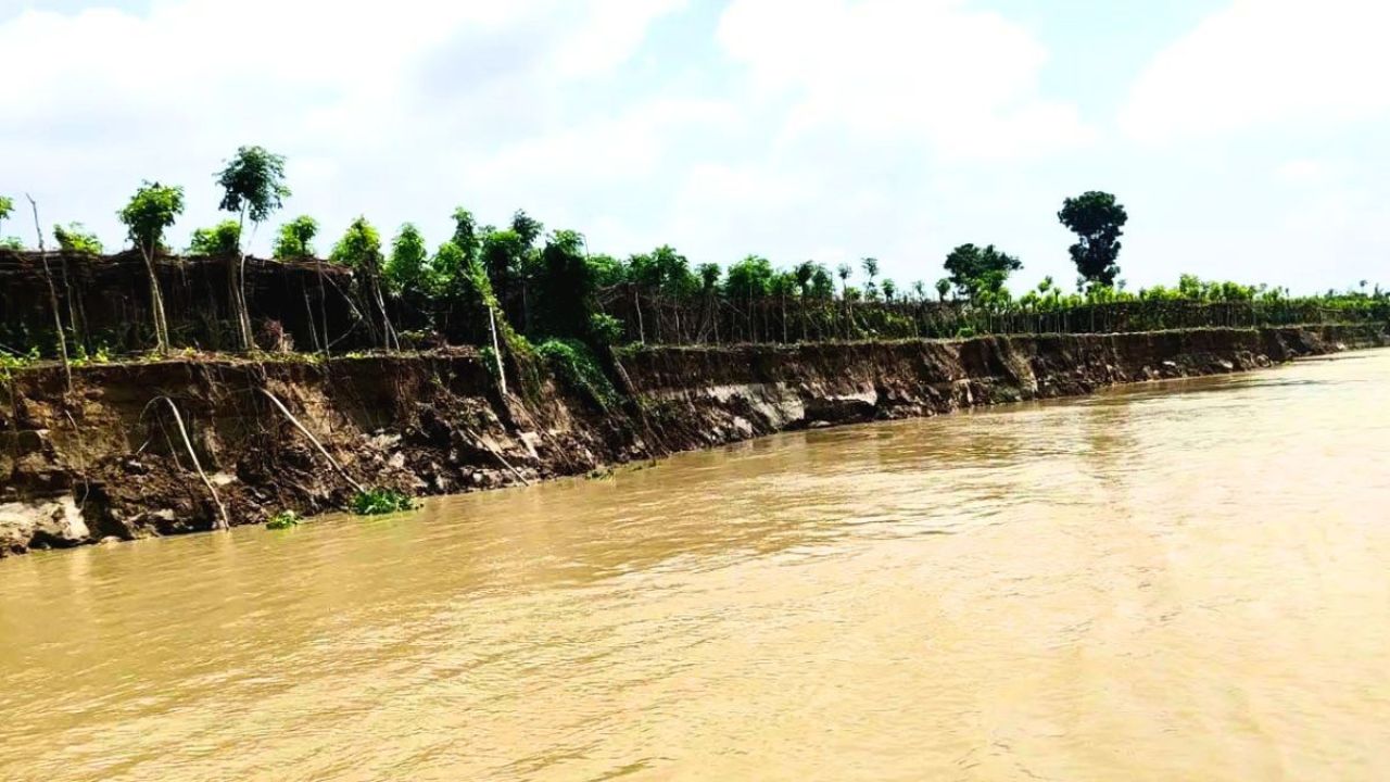 পদ্মার ভাঙনে বিলীন ৯৫০ বিঘা জমি, দিশেহারা চাষিরা