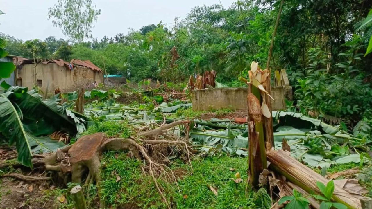 ত্রিশালে চাঁদা না দেওয়ায় ২০০ গাছ কেটে সাবাড়