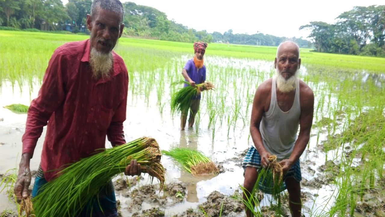 আমনের বাম্পার ফলনের আশা করছে কৃষি বিভাগ