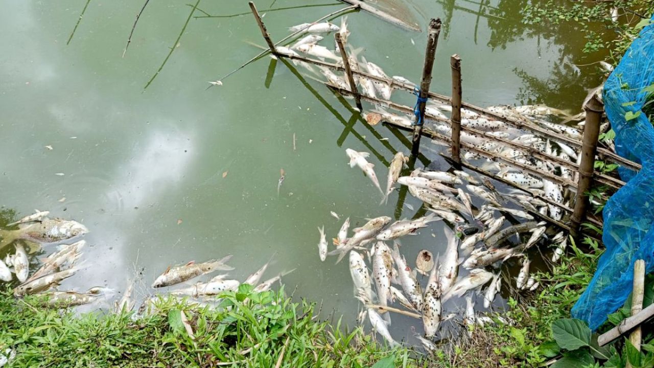 জঙ্গল পরিষ্কার করতে গিয়েই কি মাছ সাবাড়?