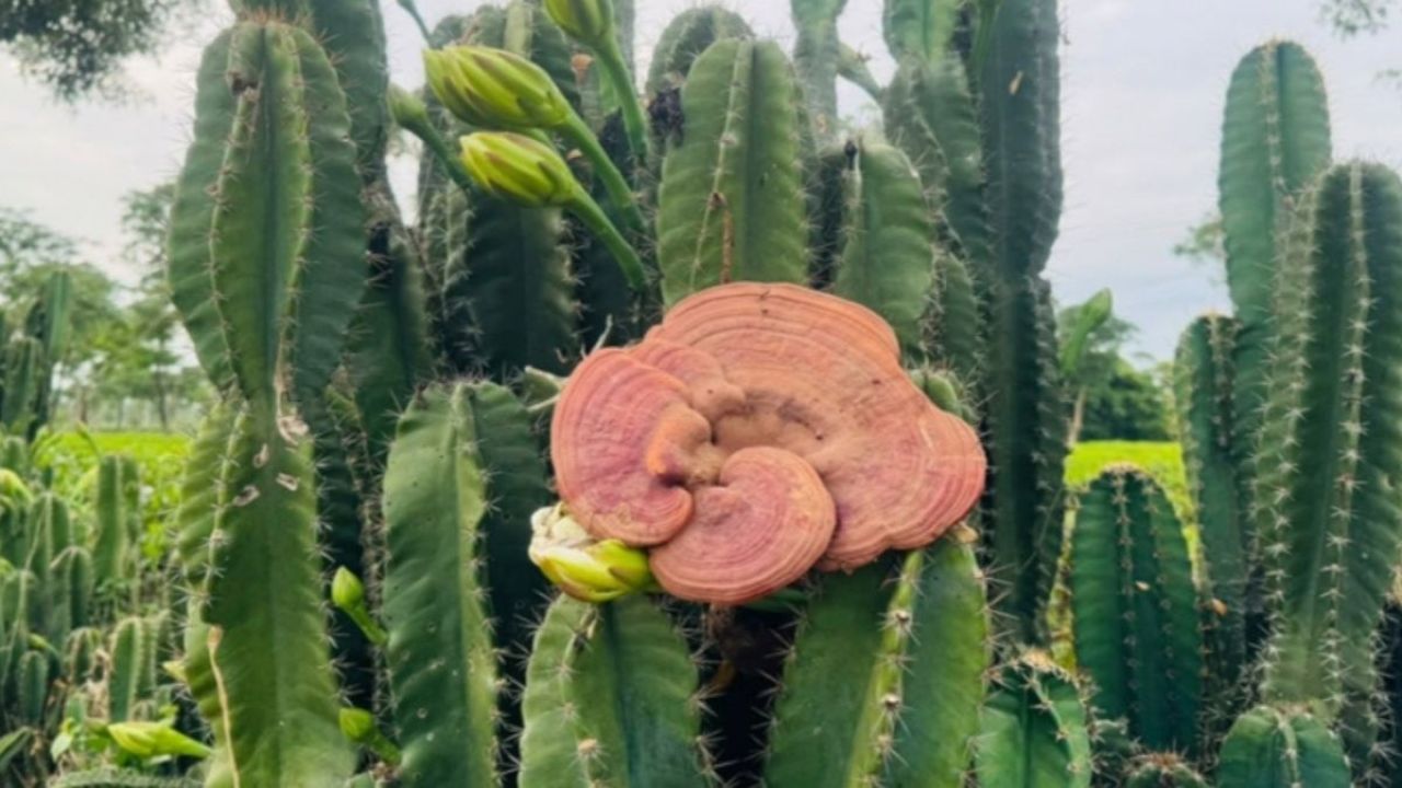 কাঁটাময় ক্যাকটাসে নিশিজাগা ফুলের মায়াবী রূপ