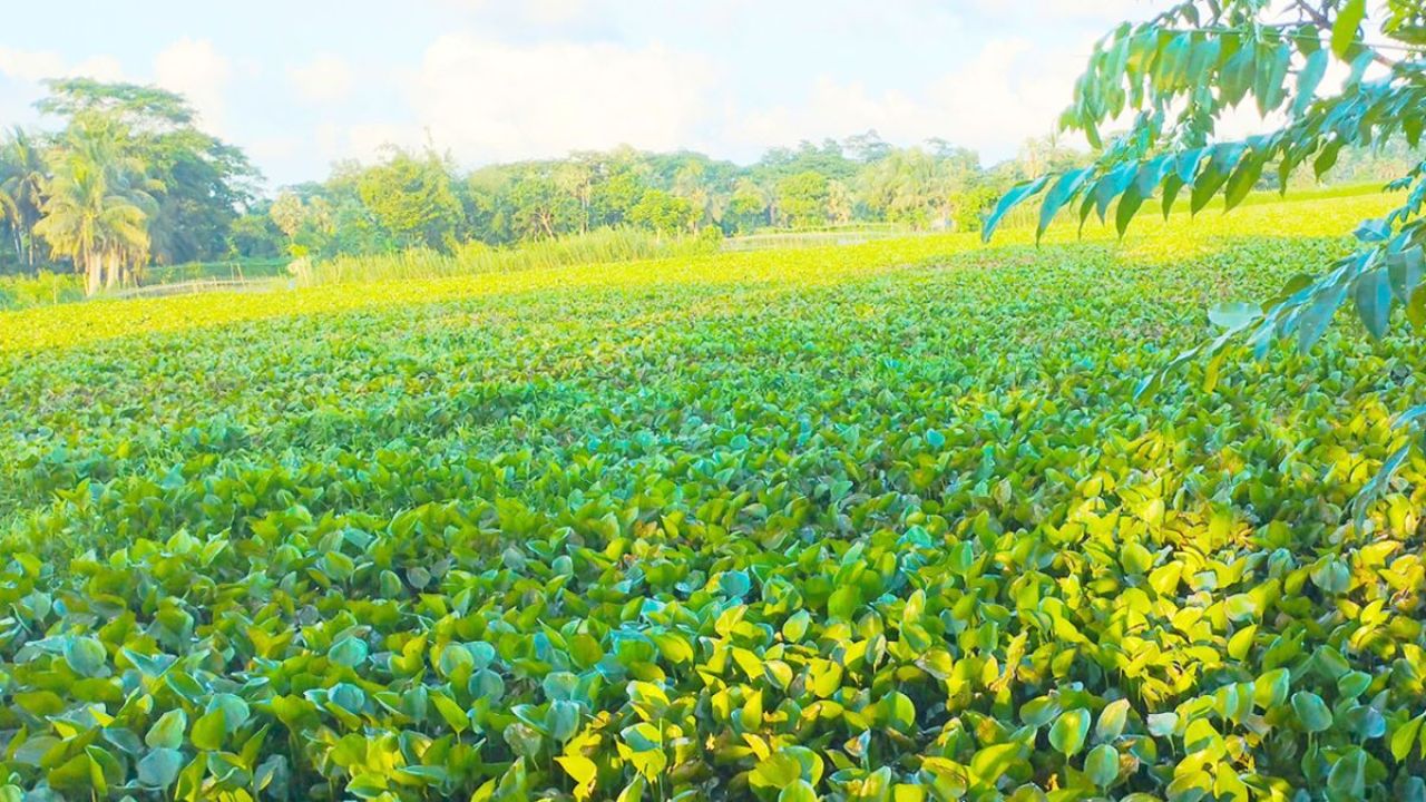কচুরিপানায় আটকা হাজারো কৃষকের ভাগ্য