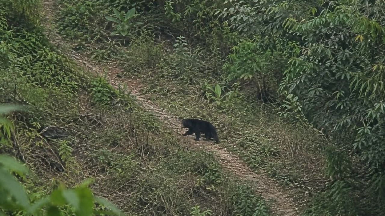 পাথারিয়া পাহাড়ে কি তবে ফিরল ভালুক?
