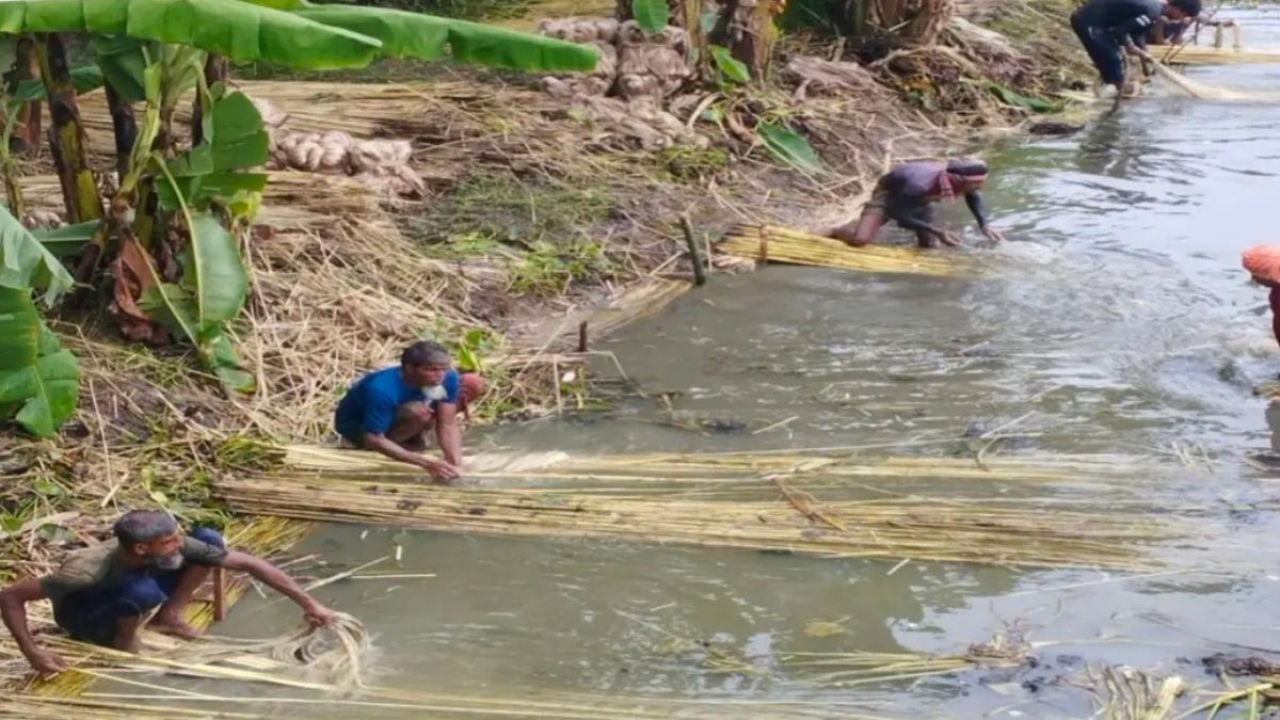 সাতক্ষীরায় পাটের সুদিন ফেরাতে আসছে নতুন জাত