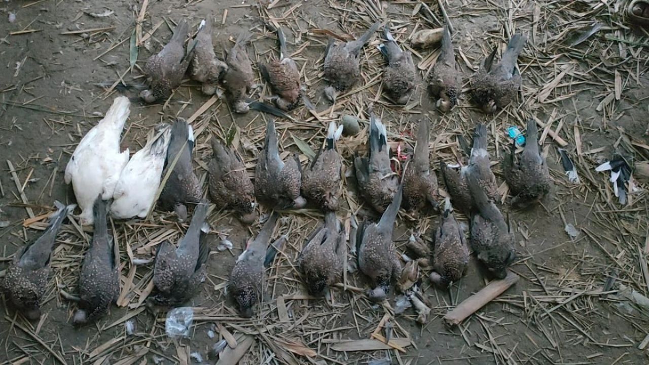 মাঠজুড়ে ছড়িয়ে-ছিটিয়ে আছে ৫০০ পাখির দেহ