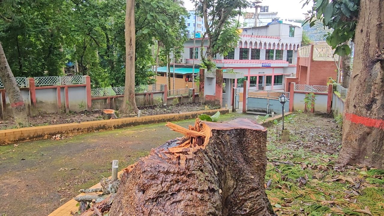 নিয়ম ভেঙে কাটা হচ্ছে সরকারি কার্যালয়ের গাছ 
