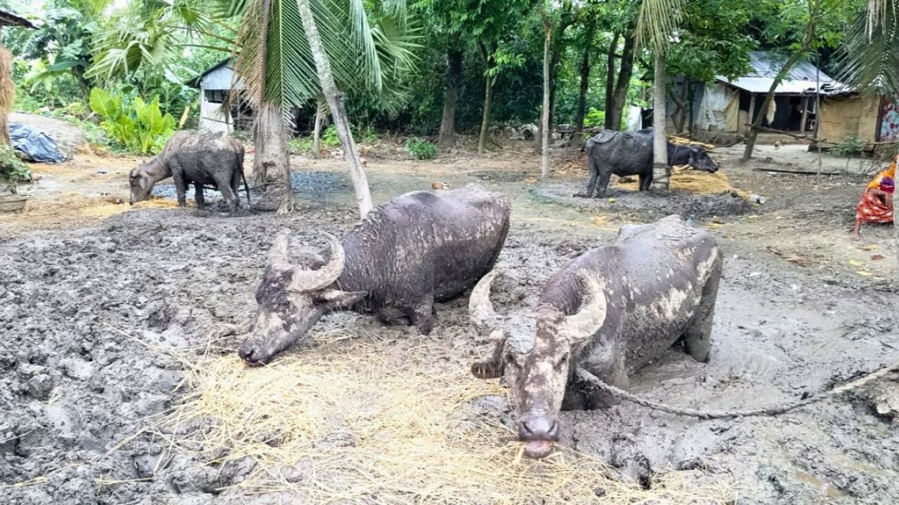 ৩ মাস বুকসমান কাদায় বন্দী ৪ মহিষ, ইউএনওর হস্তক্ষেপে মুক্তি