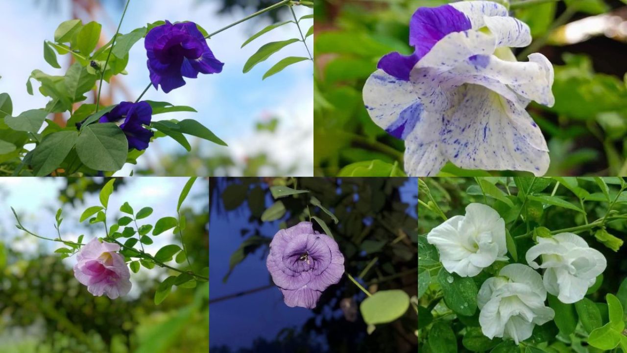 নীল বেগুনি অপরাজিতা: রূপ আর গুণে অনন্যা