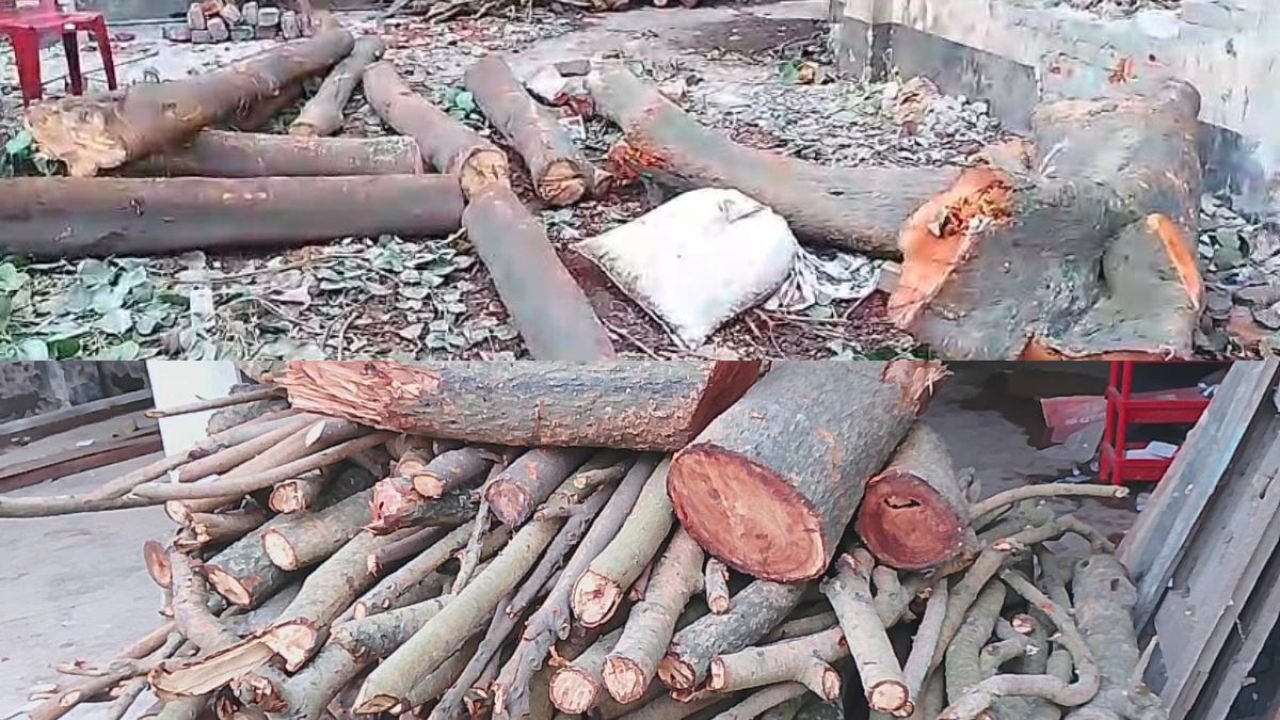 শতবর্ষী গাছ কাটায় ছায়া হারাল বাগানবাড়ি