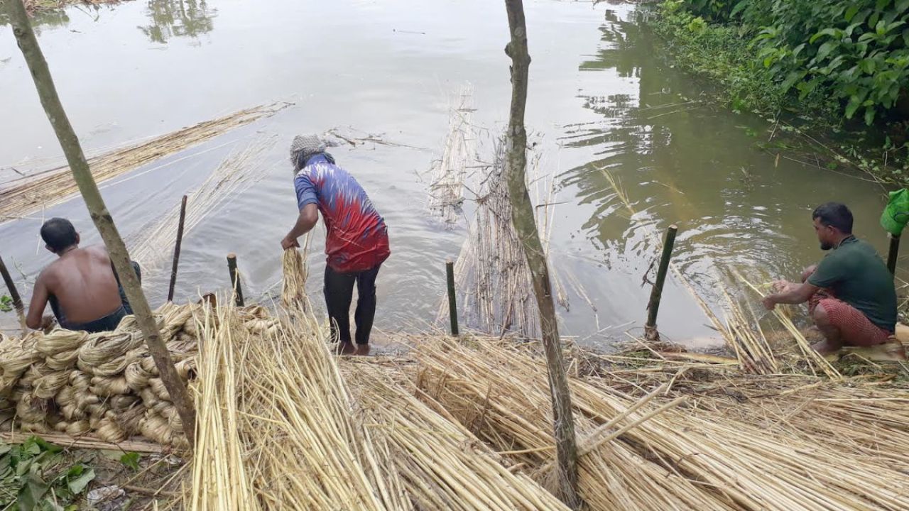 চিতলমারীতে সোনালী আঁশের সুদিন