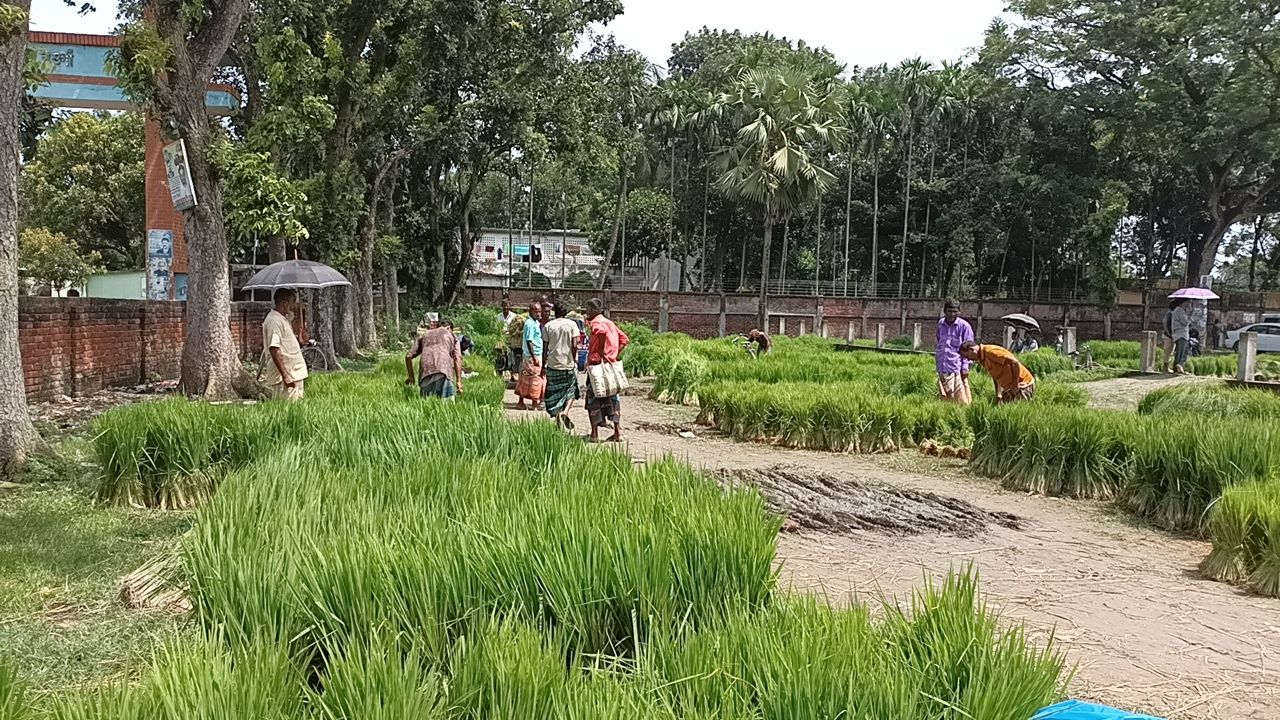 বদলগাছীতে জমে উঠেছে আমন চারার হাট
