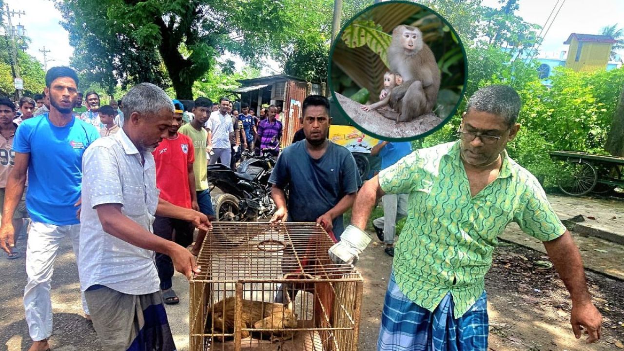 শ্রীমঙ্গলে বিদ্যুৎস্পৃষ্ট হয়ে আহত উল্টোলেজি বানর উদ্ধার