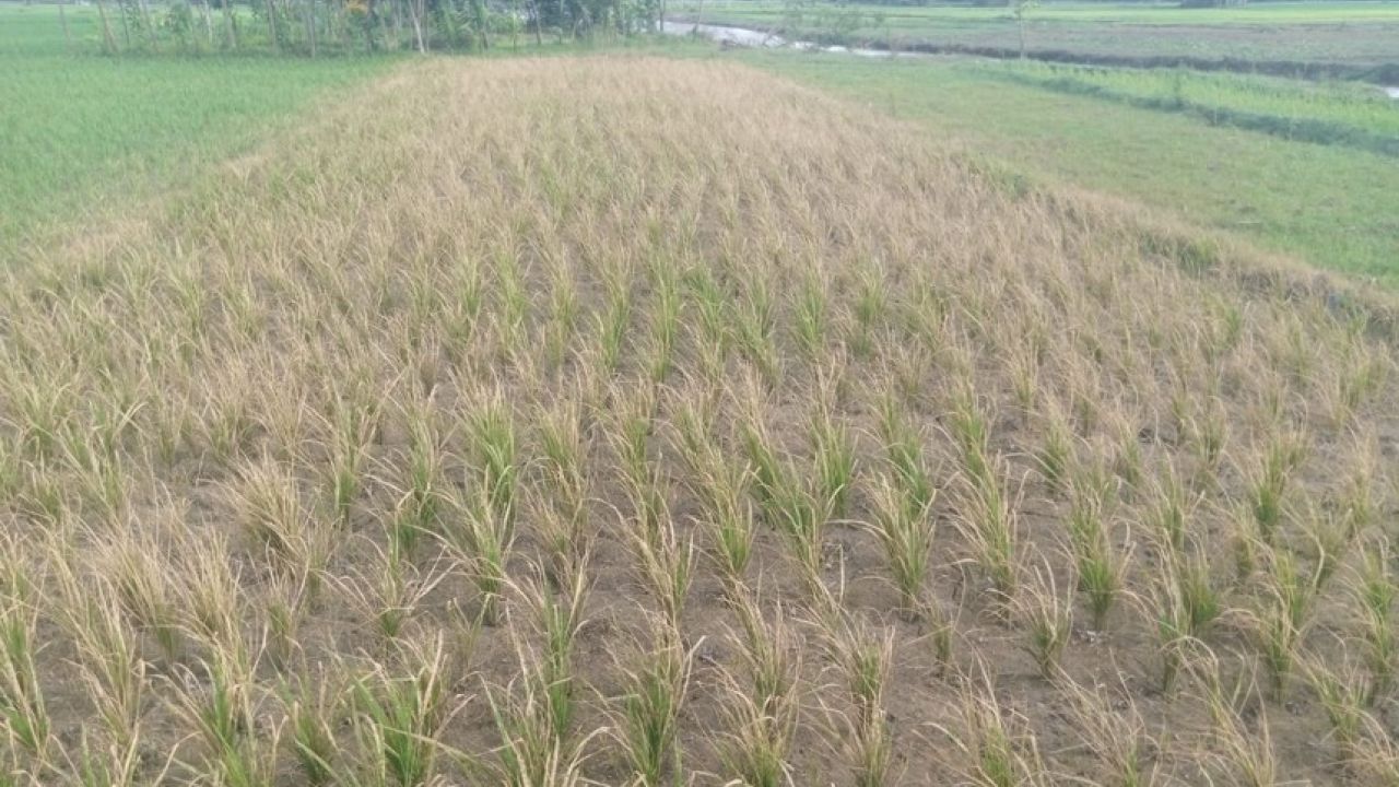 কীটনাশক ব্যবসায়ীর ‘ভুল’ পরামর্শে মরে গেল ধানের চারা