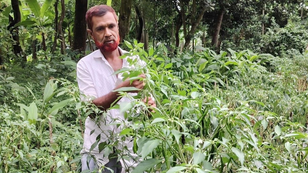 ১০ শতক জমিতে ‘সুপার হট’ মরিচে দেখছেন সাফল্যের মুখ