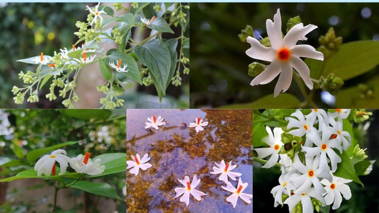 অভিমানী শিউলি: শরতের স্নিগ্ধতায় মাখা এক বিষাদময় সৌন্দর্য