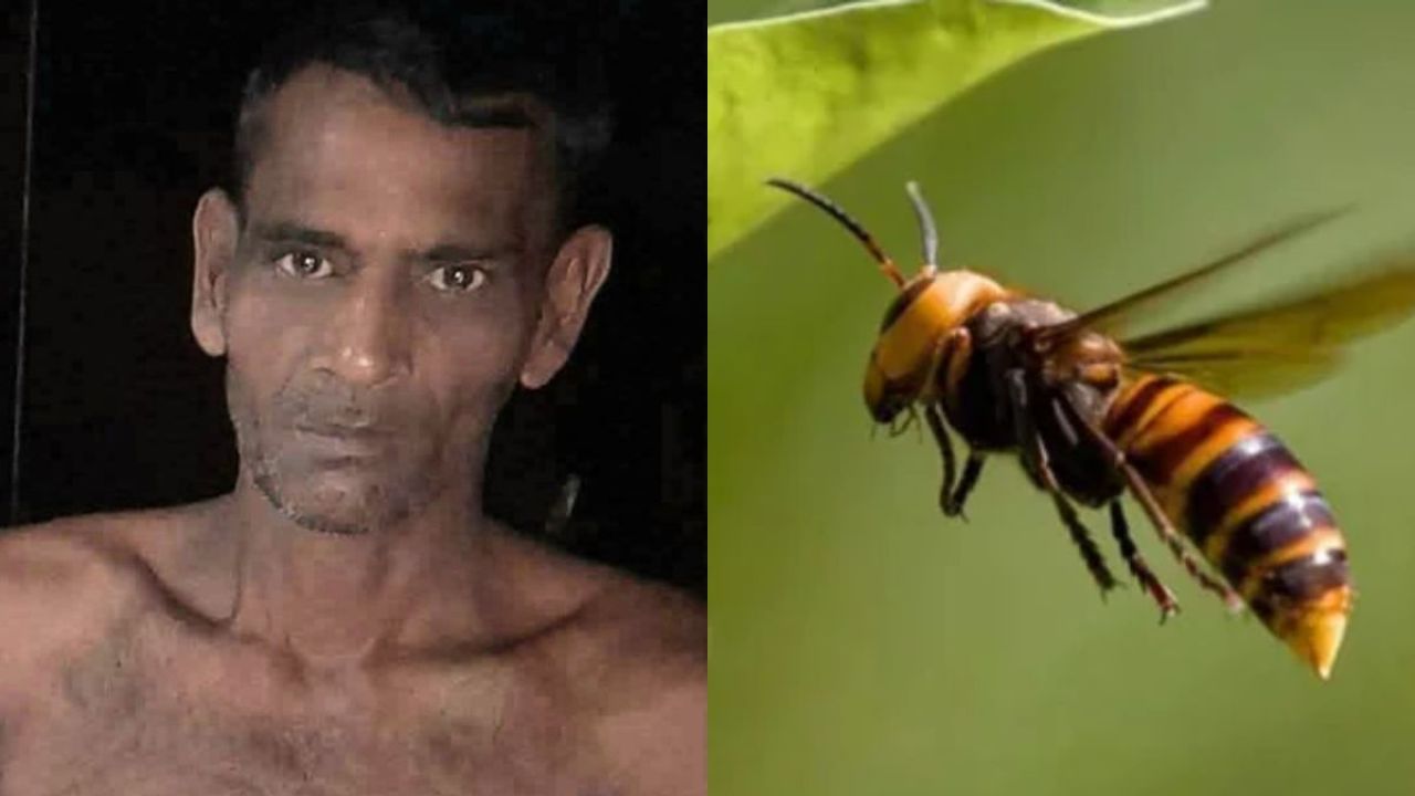 রাউজানে ভীমরুলের কামড়ে একজনের মৃত্যু
