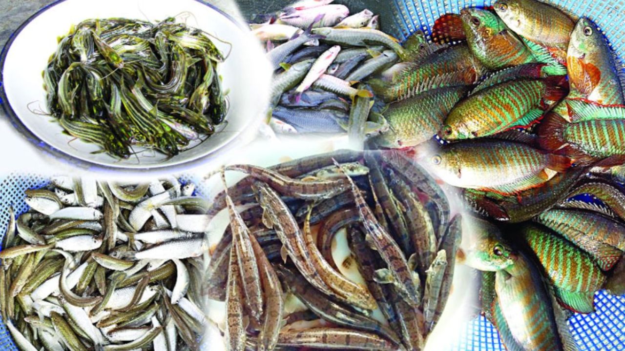 শার্শায় বিদ্যুৎ বিভ্রাটে মাছের মড়ক