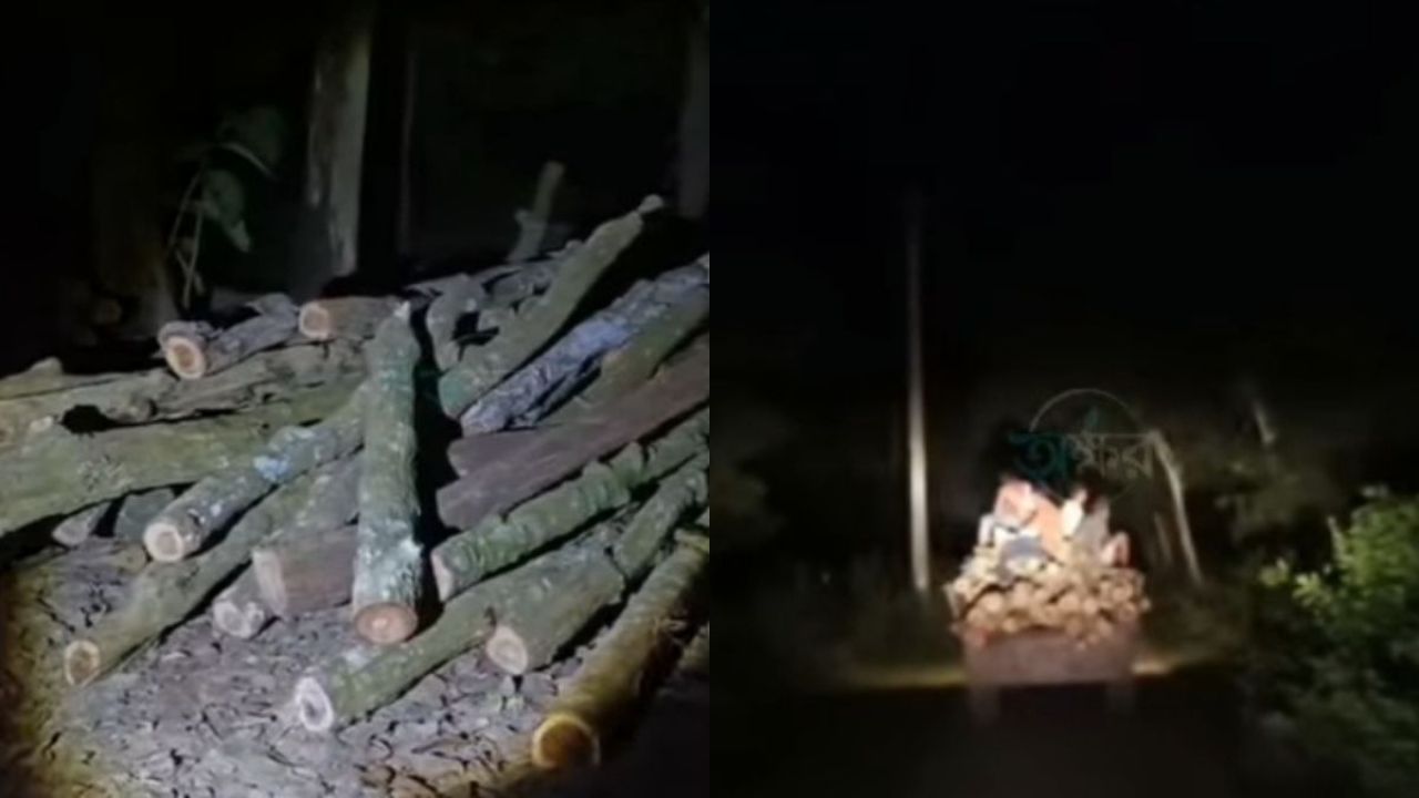 সাবেক কাউন্সিলরের বাড়িতে বন বিভাগের অভিযান, দুই ট্রাক্টর কাঠ উদ্ধার