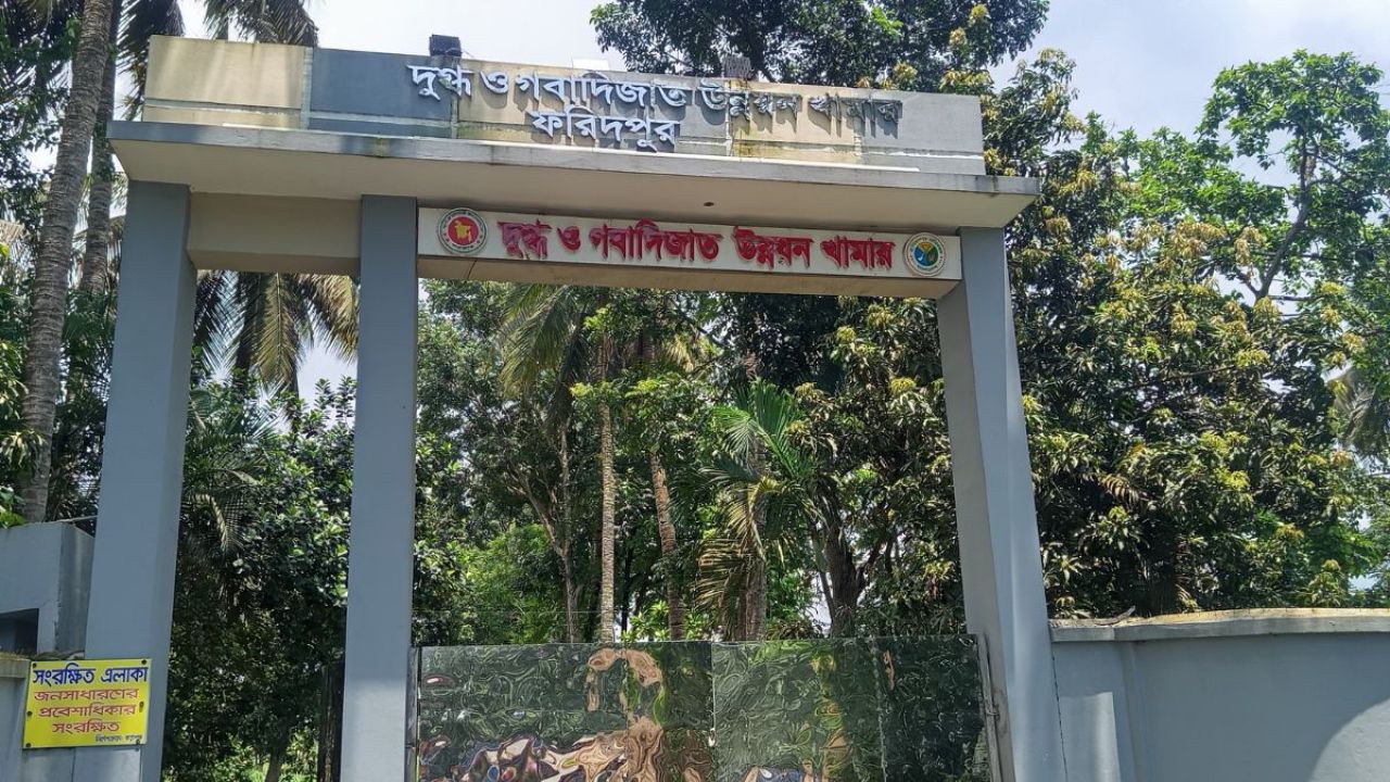 সম্ভাবনা ও সংকট নিয়ে চলছে ফরিদপুরের সরকারি দুগ্ধ খামার