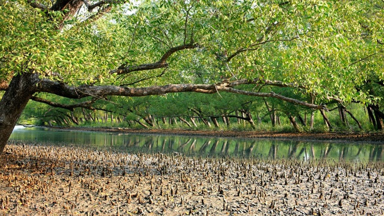 যুক্তরাজ্যের ফান্ডিং কাটছাঁটে সংকটে সুন্দরবন: ঝুঁকিতে হাজারো জীবন