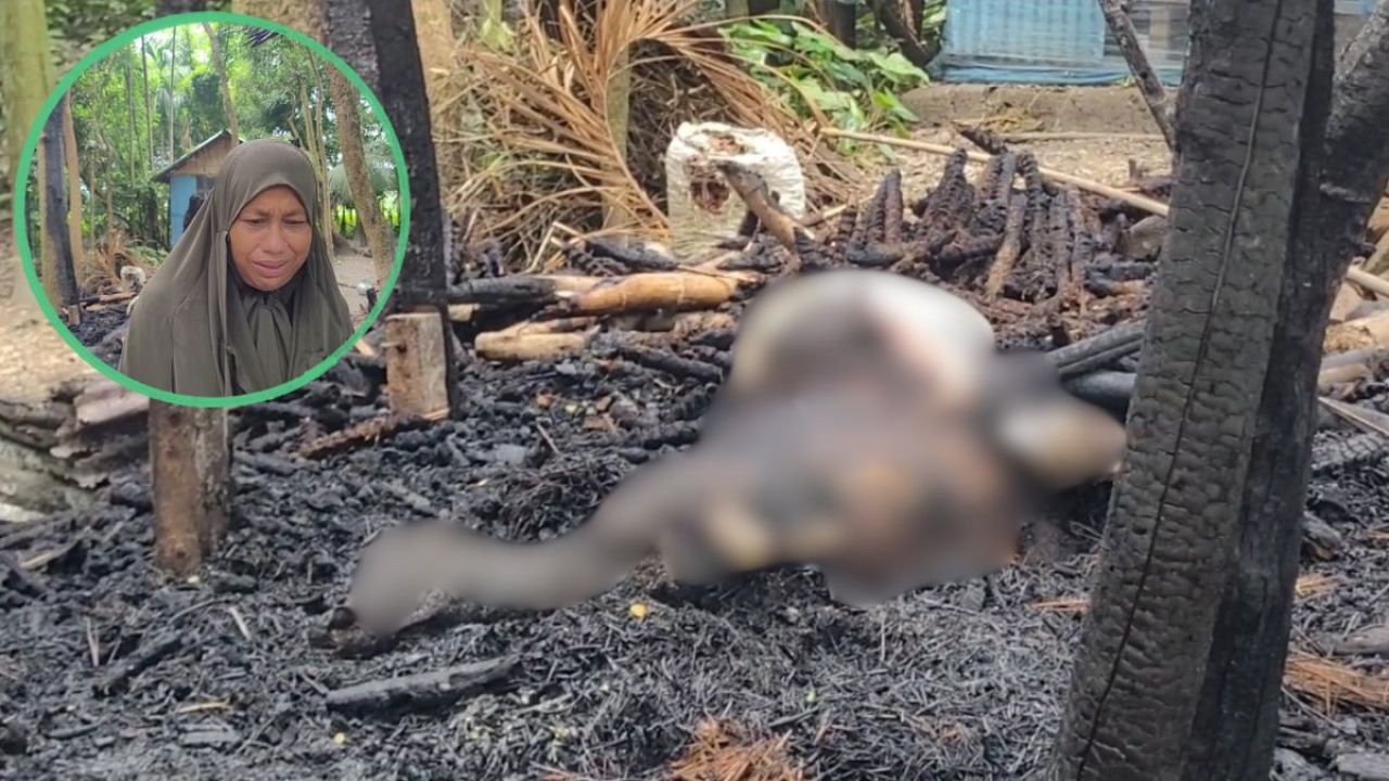 কালকিনিতে আগুনে গরুসহ সর্বস্ব হারালেন বিধবা মঞ্জু