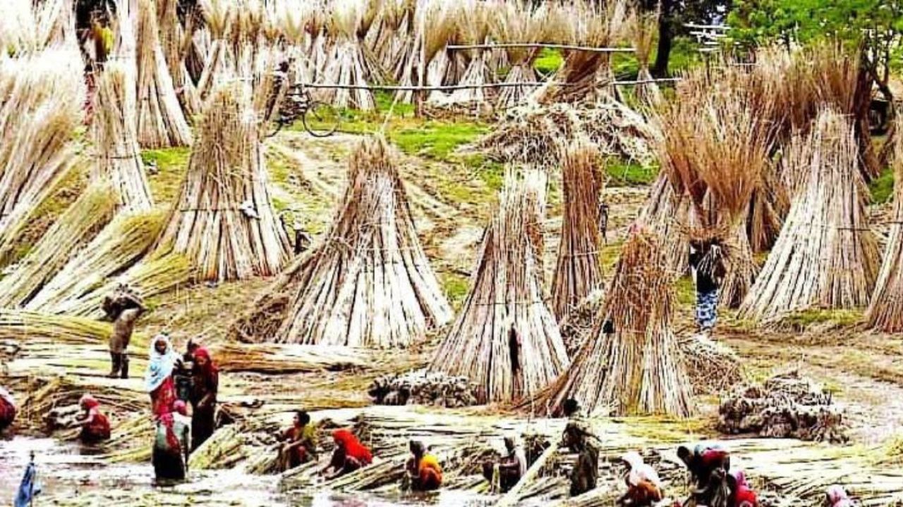 পাটশোলা বিক্রি করে লোকসান পুষিয়ে নিচ্ছে পাটচাষীরা