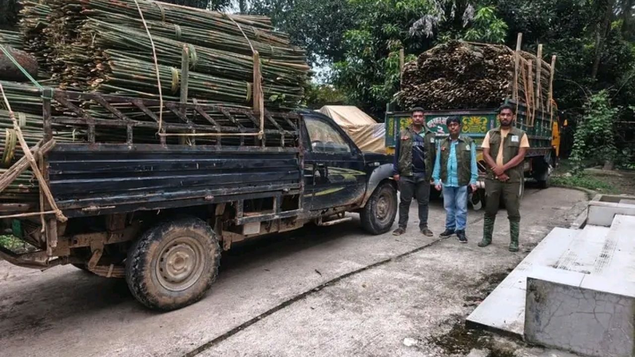 সংরক্ষিত বনের ১৭ হাজার মুলি বাঁশ জব্দ