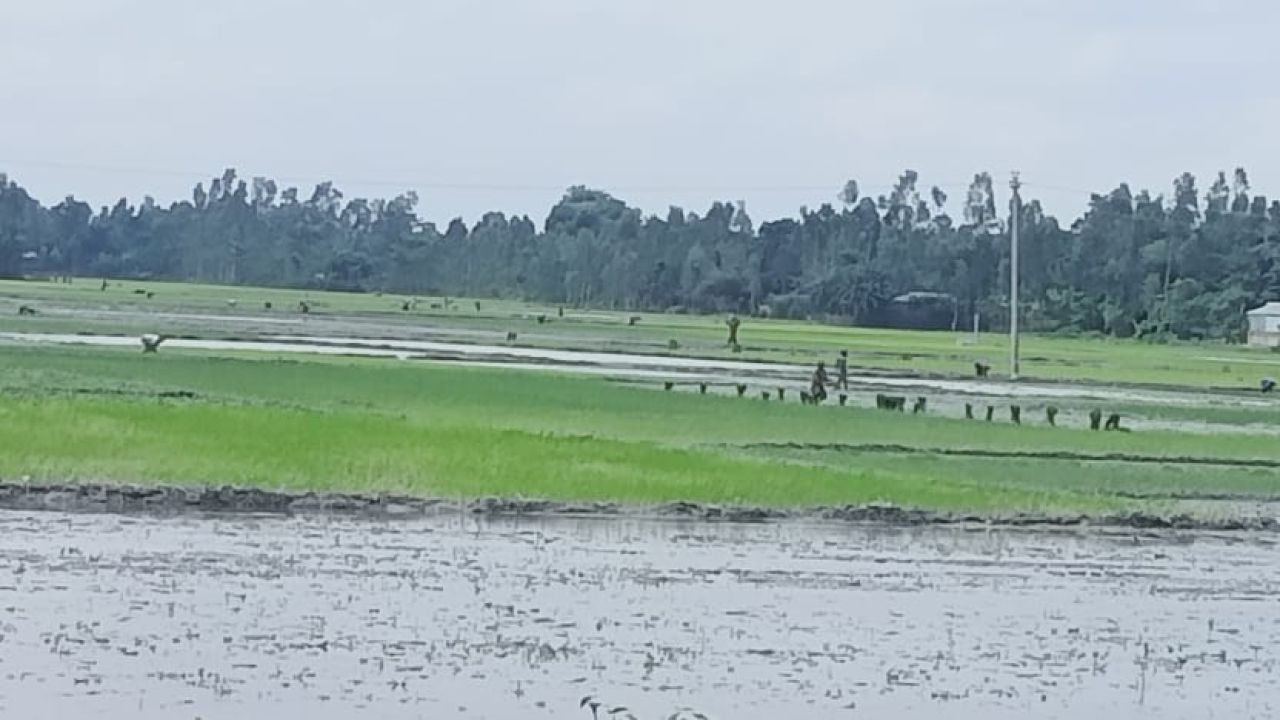 তিস্তার পানি কমতেই আমন রোপণে ব্যস্ত সুন্দরগঞ্জের কৃষকরা