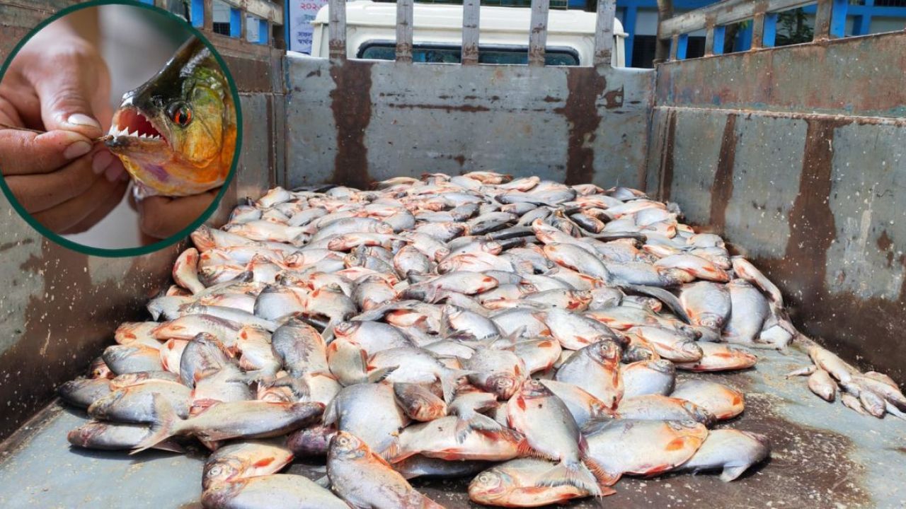 ত্রিশালে ২৫০ কেজি নিষিদ্ধ পিরানহা জব্দ