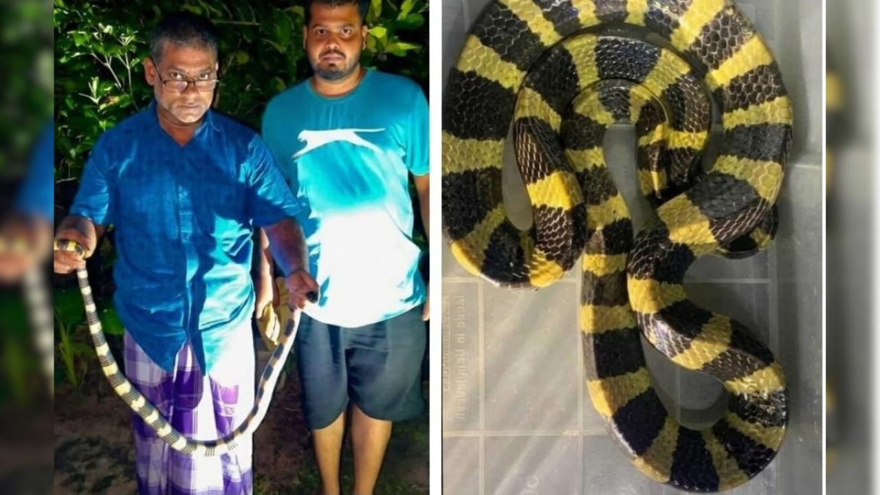 শ্রীমঙ্গলে বসতবাড়ি থেকে বিষধর শঙ্খিনী উদ্ধার