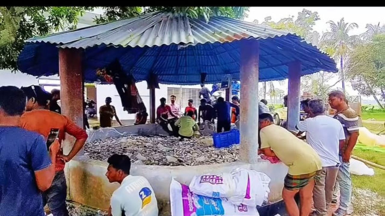 শার্শায় ১৫ কোটি টাকার মাছের মৃত্যু: লোডশেডিং নয়, দায়ী অব্যবস্থাপনা