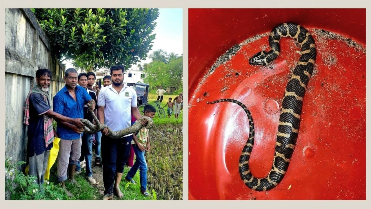 শ্রীমঙ্গলে মিলল বিরল প্রজাতির সাপ ও অজগর