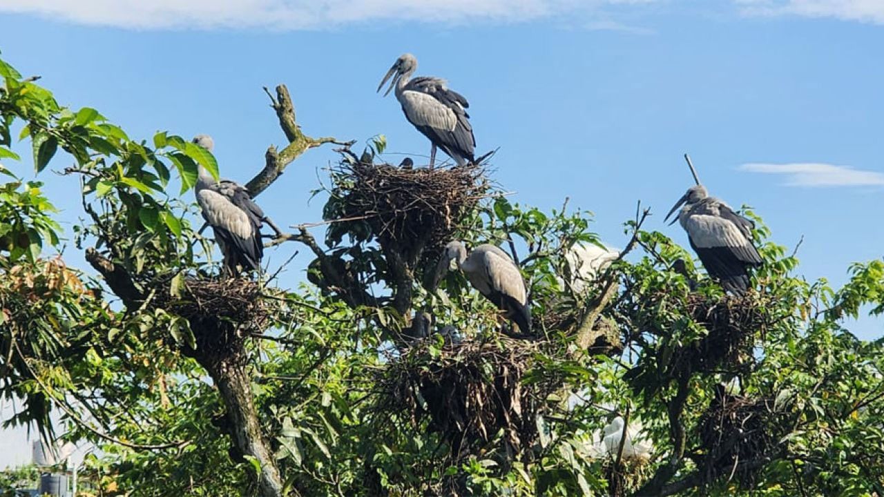 ১৫ বছর ধরে পাখির গ্রাম পঞ্চগড়ের নাজিরপাড়া