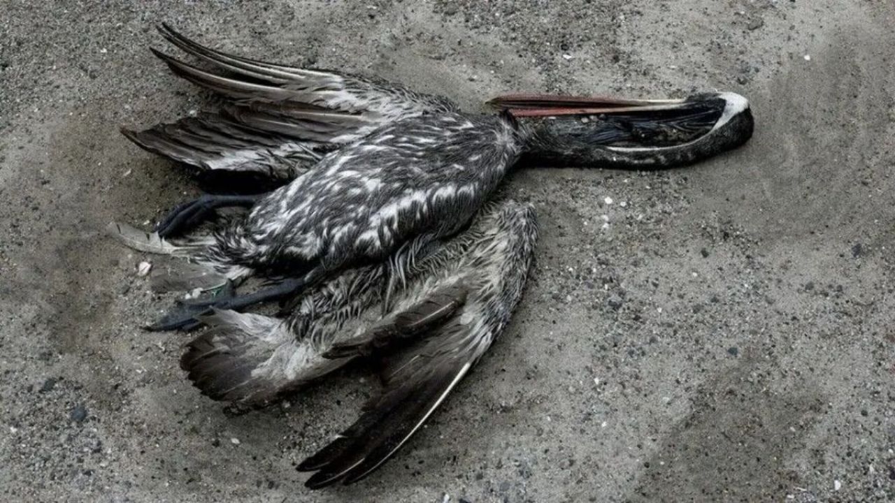 বার্ড ফ্লু আতঙ্কে অ্যান্টার্কটিক দ্বীপ ছাড়ছেন গবেষকরা