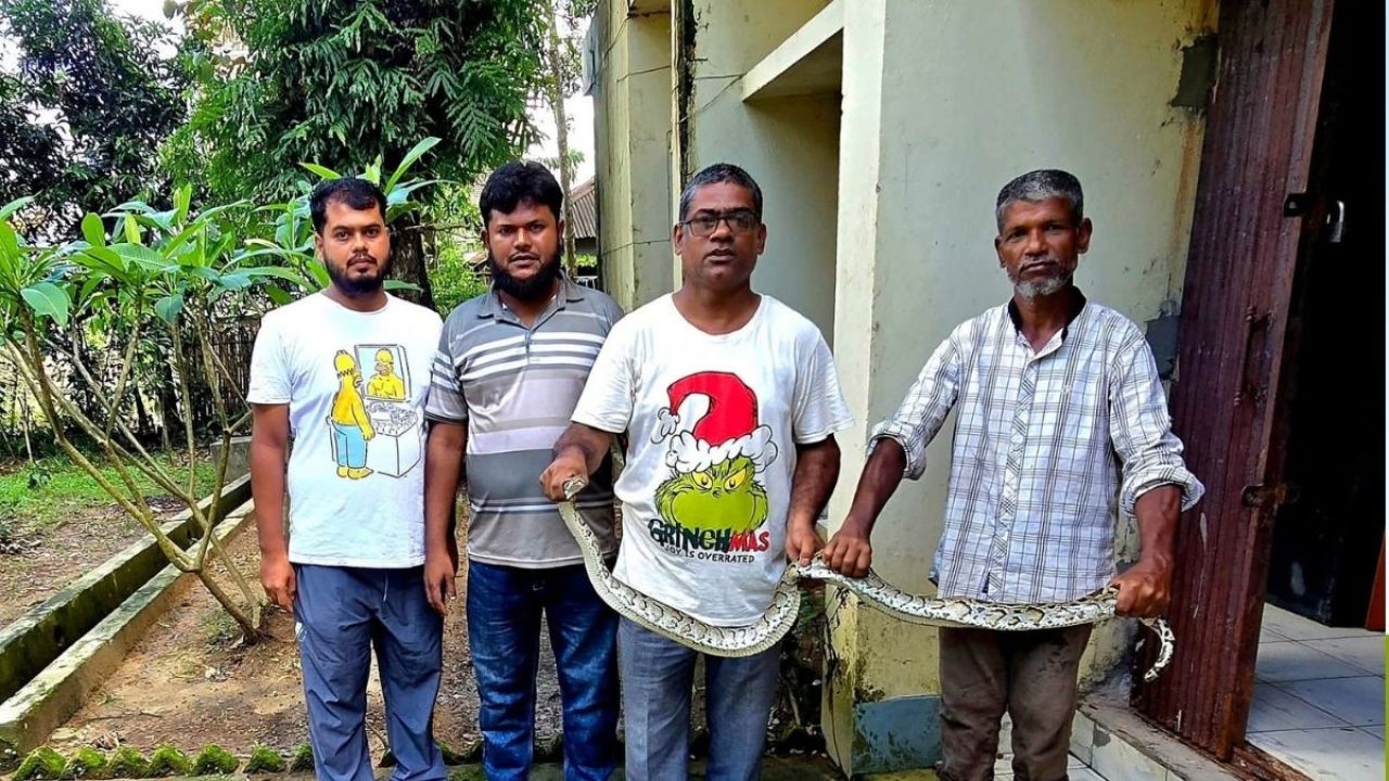 শ্রীমঙ্গলে ধান কাটতে গিয়ে হাড়হিম অভিজ্ঞতা কৃষকদের