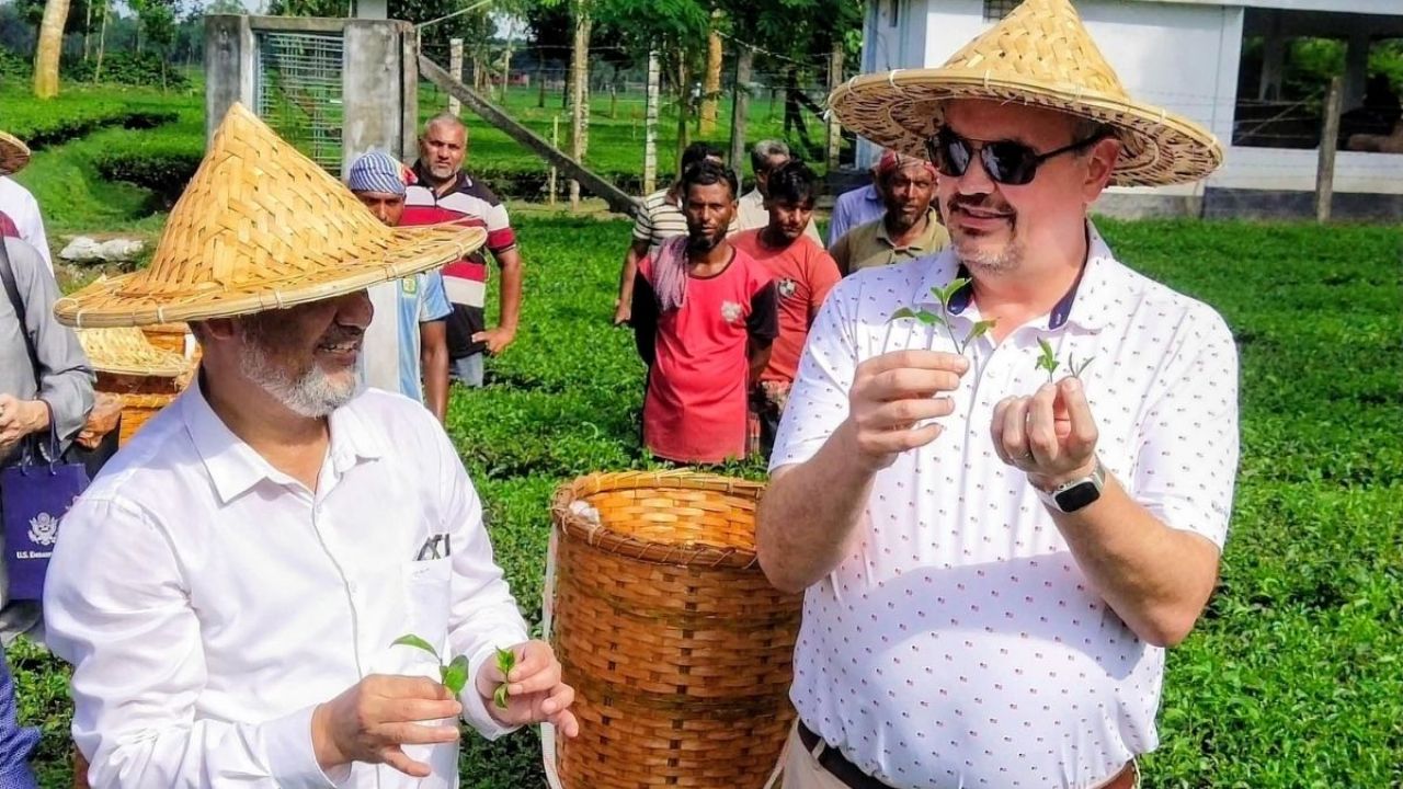 সমতলের চা-বাগানে মুগ্ধ মার্কিন রাষ্ট্রদূত, নিজ হাতে তুললেন চাপাতা