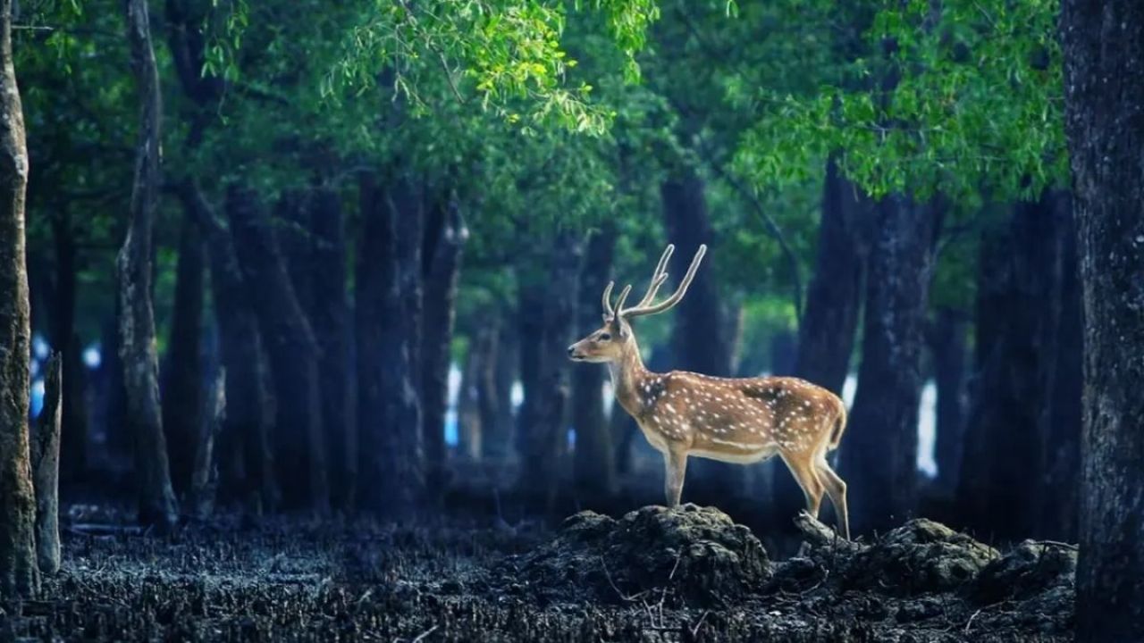 নিষেধাজ্ঞা শেষে খুলল সুন্দরবন, বনজীবীদের কর্মব্যস্ততা শুরু