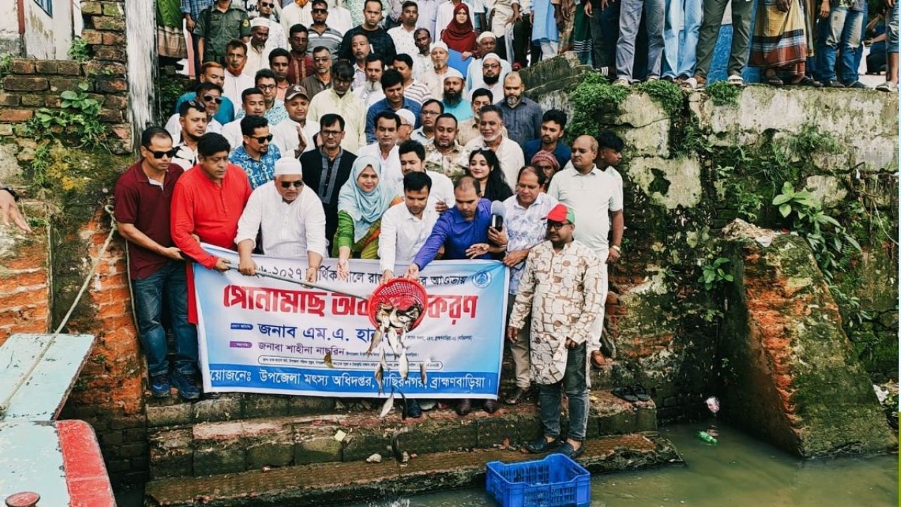 নাসিরনগরে হাওর ও জলাশয়ে ২৮৫ কেজি পোনা অবমুক্ত